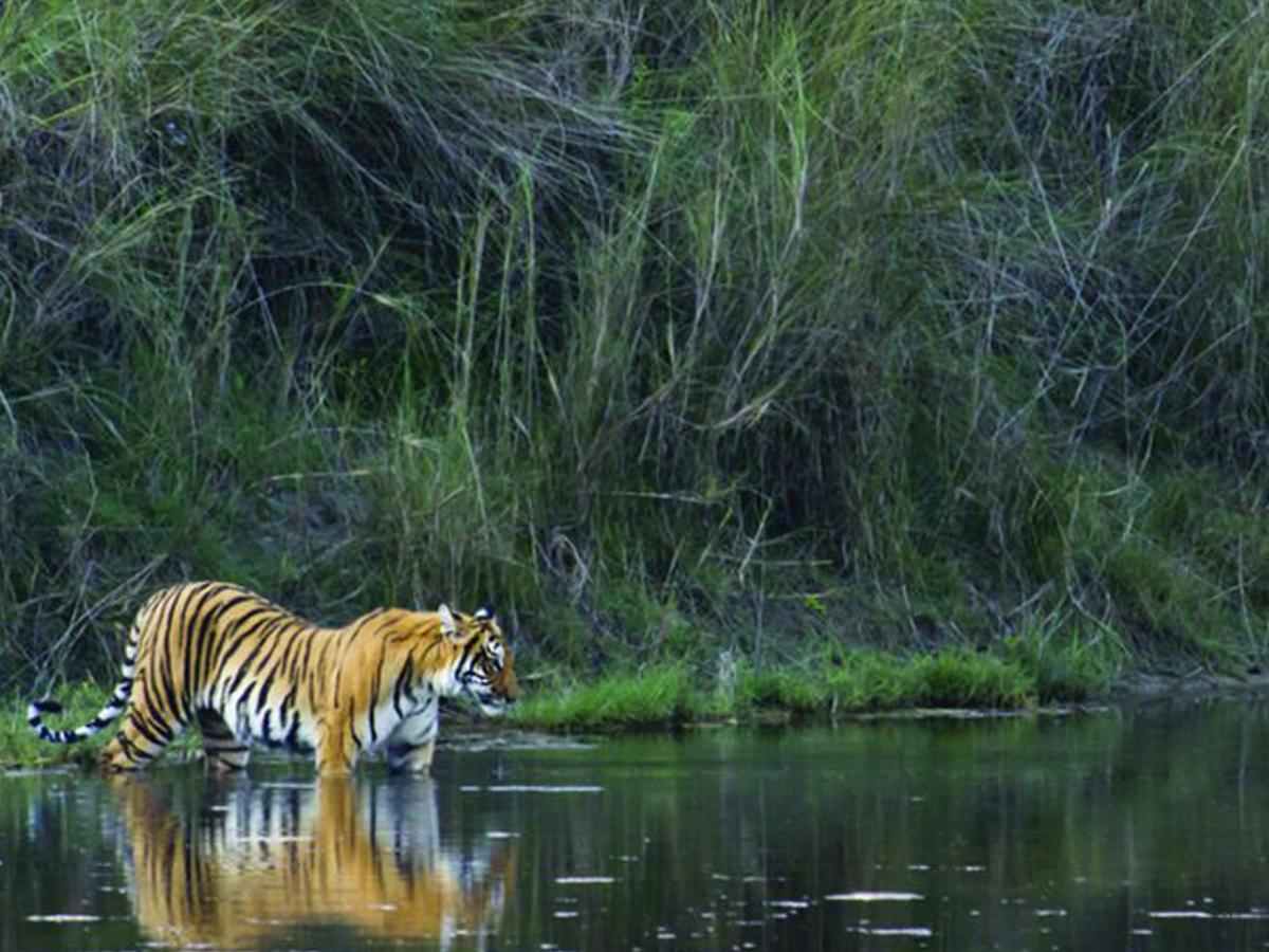 Corbett Treat Resort Ramnagar  Exteriér fotografie