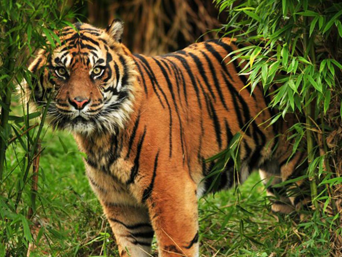 Corbett Treat Resort Ramnagar  Exteriér fotografie